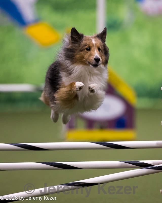20260103-acnh-2537.jpg