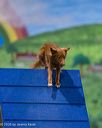 20260103-acnh-2092