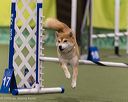 20260104-acnh-0540
