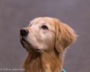 20260221-c-0001