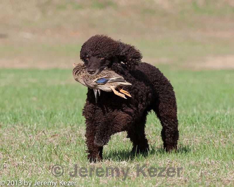 20130415-wcl-0025.jpg