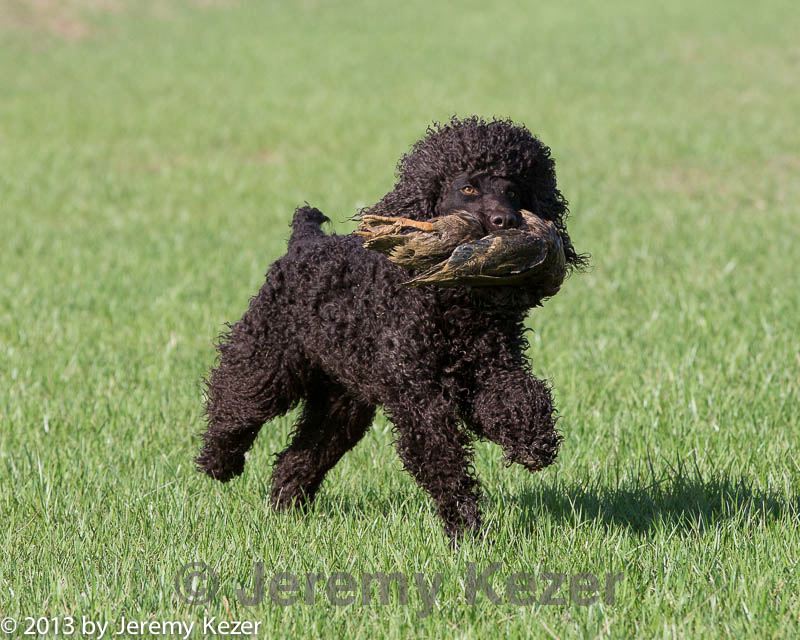 20130415-wcl-0135.jpg