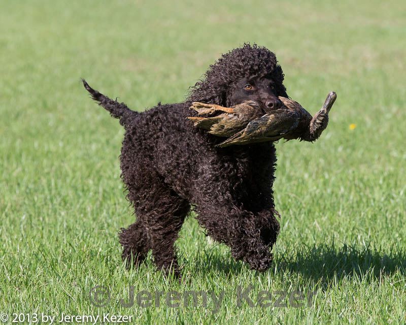 20130415-wcl-0137.jpg