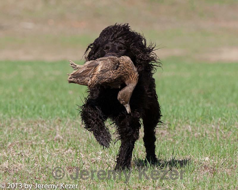 20130415-wcl-0173.jpg