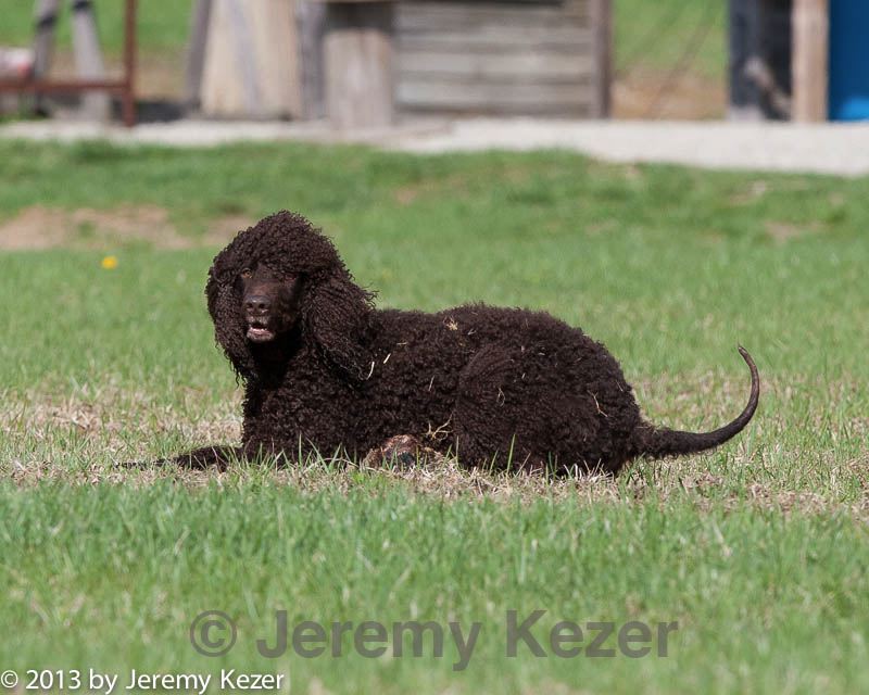 20130415-wcl-0199.jpg