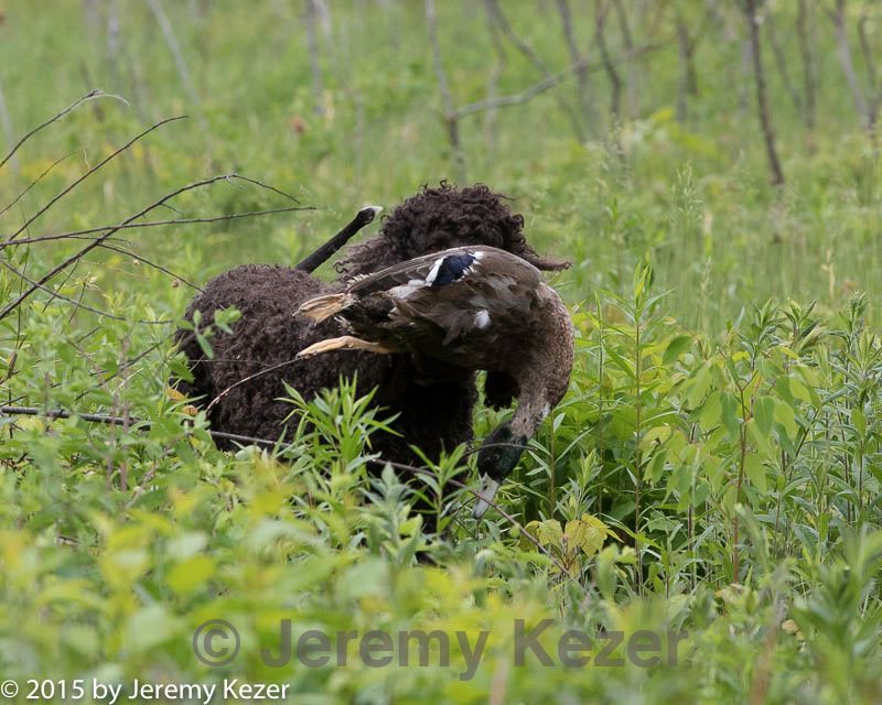 20150526-wcl-0348.jpg