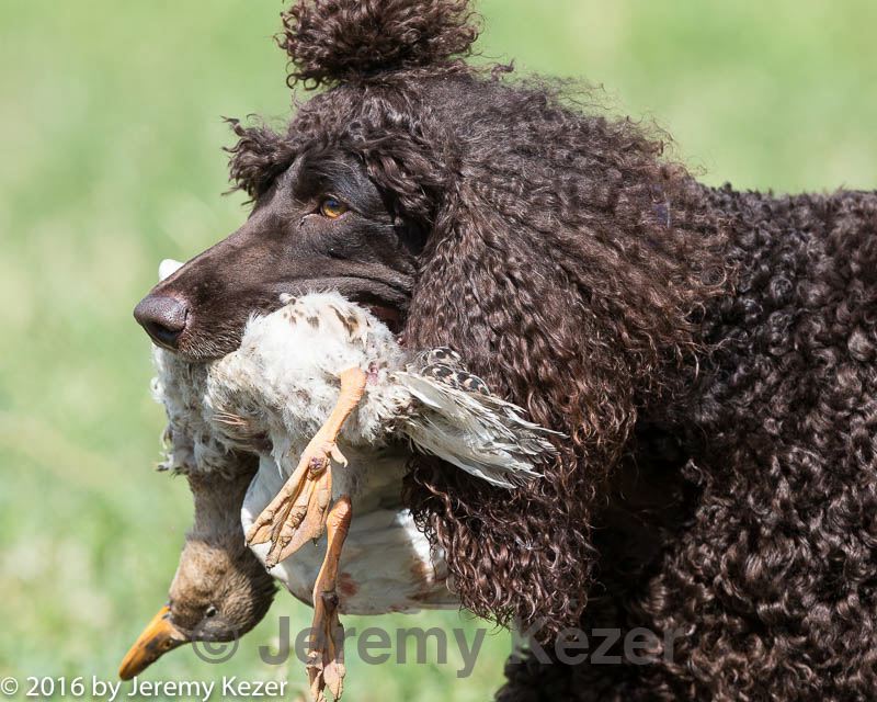 20160426-wcl-0067.jpg