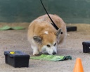 20260718-NSKC-0687