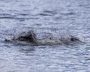 20260815-CWD-0184