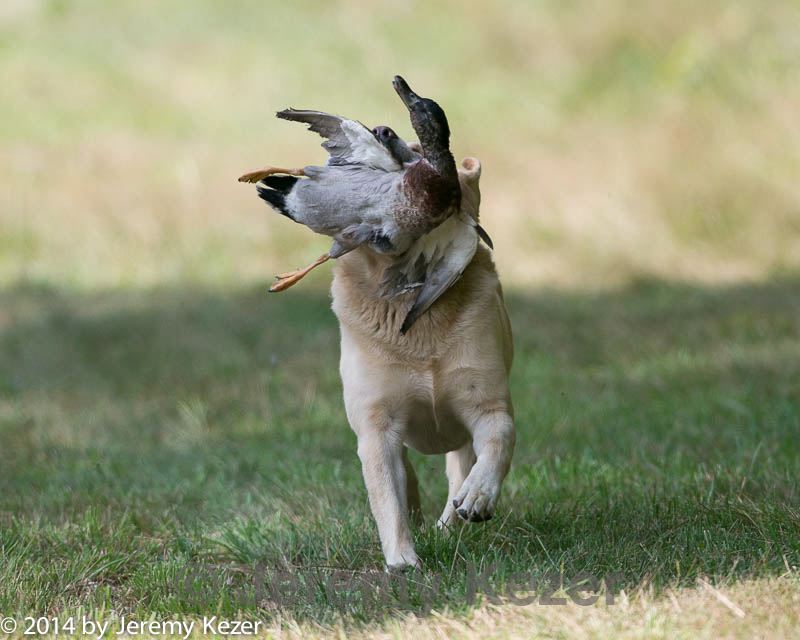 20140810-shl-0380.jpg