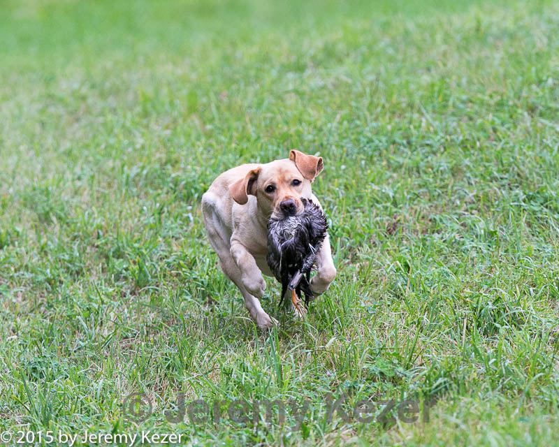 20150913-seal-0135.jpg