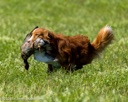 20260726-SHL-0333