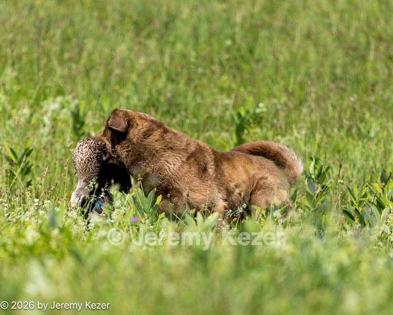 20260726-SHL-0297.jpg