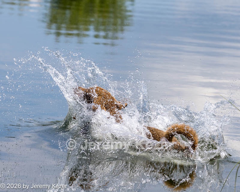 20260726-SHW-0131.jpg