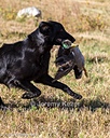 20261003-WCXL-0054
