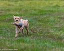 20261011-Peeewee-0013