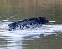 20261011-VetW-0038